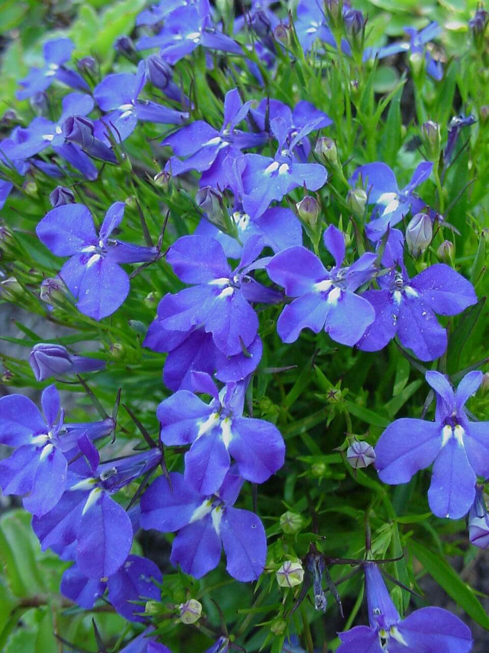 Lobelia (Lobelia erinus)