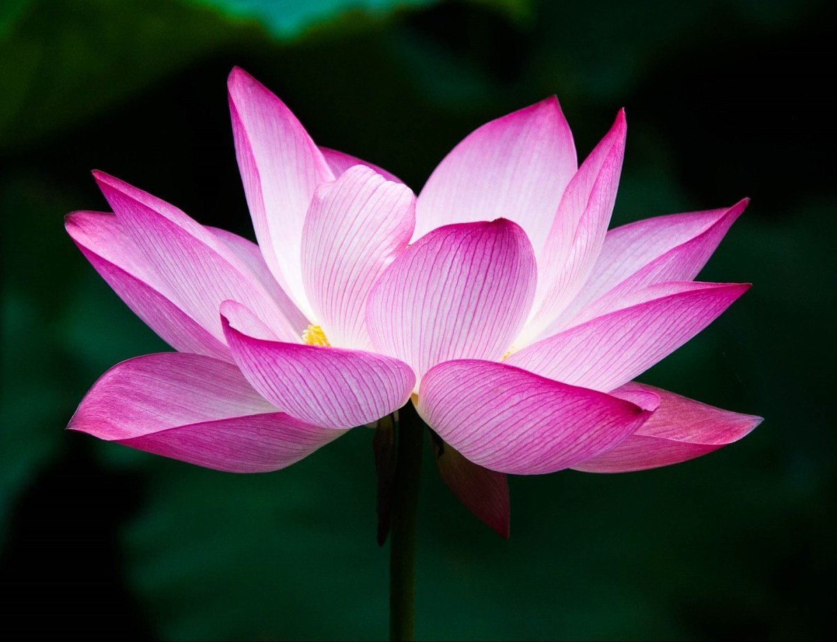 Лотос (Nelumbo nucifera)
