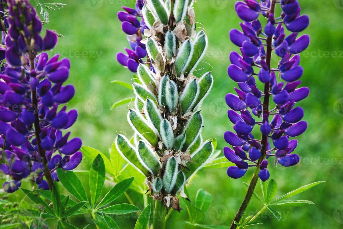 Lupin (Lupinus spp.)