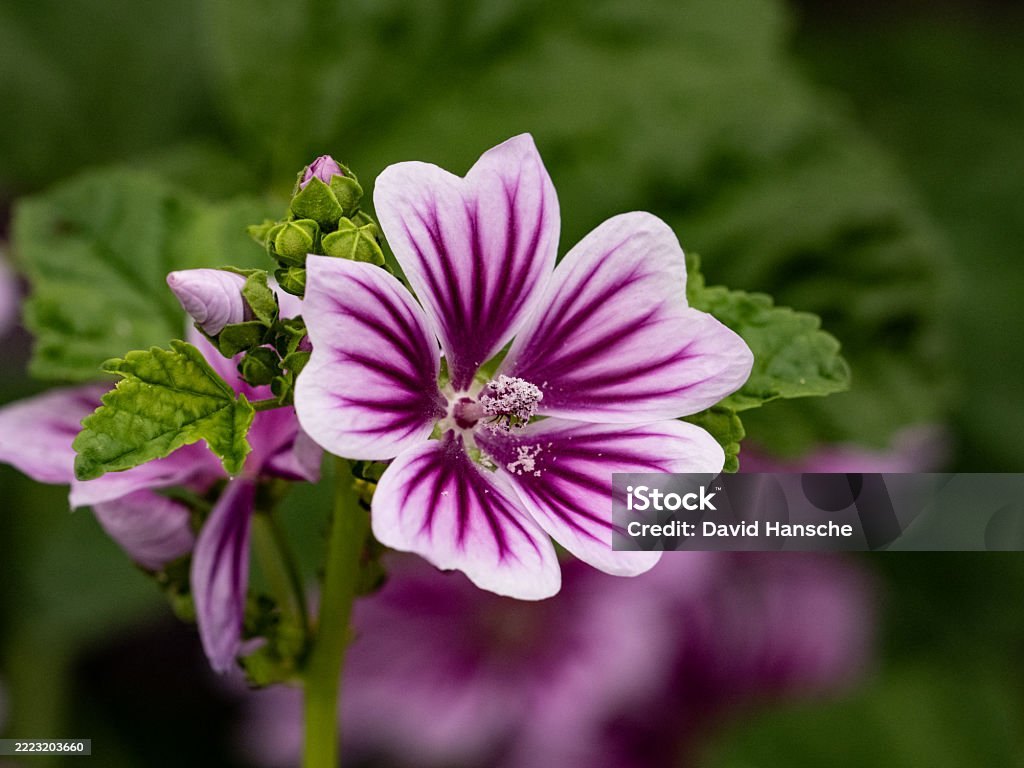 Nalbă (Malva sylvestris)