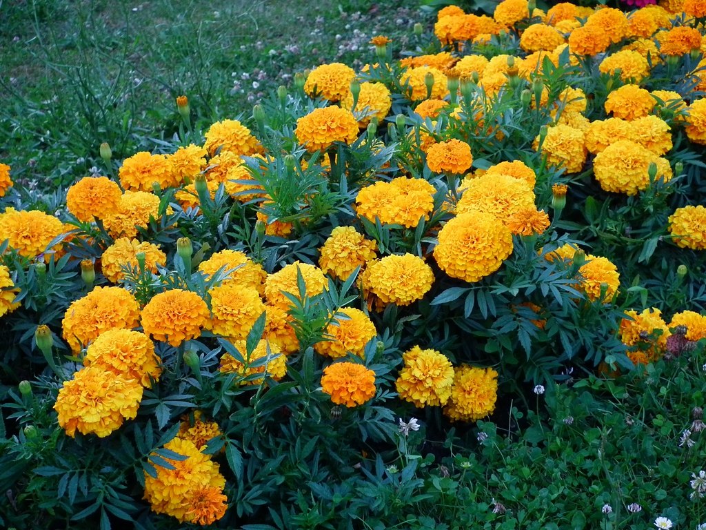 Бархатцы (Tagetes spp.)
