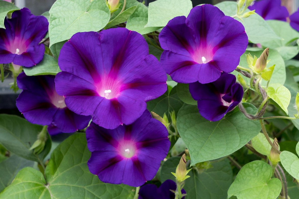 Zorele (Ipomoea purpurea)
