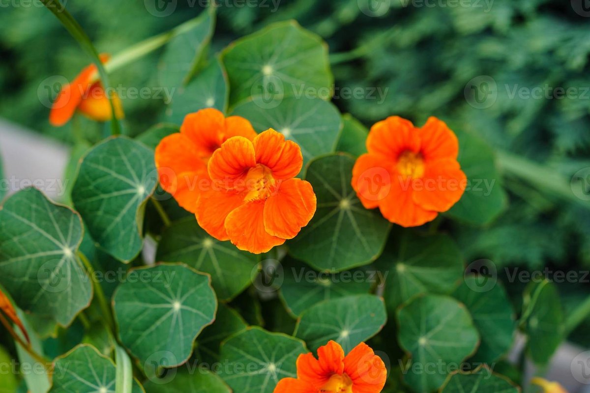 Conduraș (Tropaeolum majus)