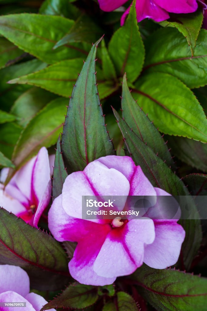 Impatiens Noua Guinee (Impatiens hawkeri)