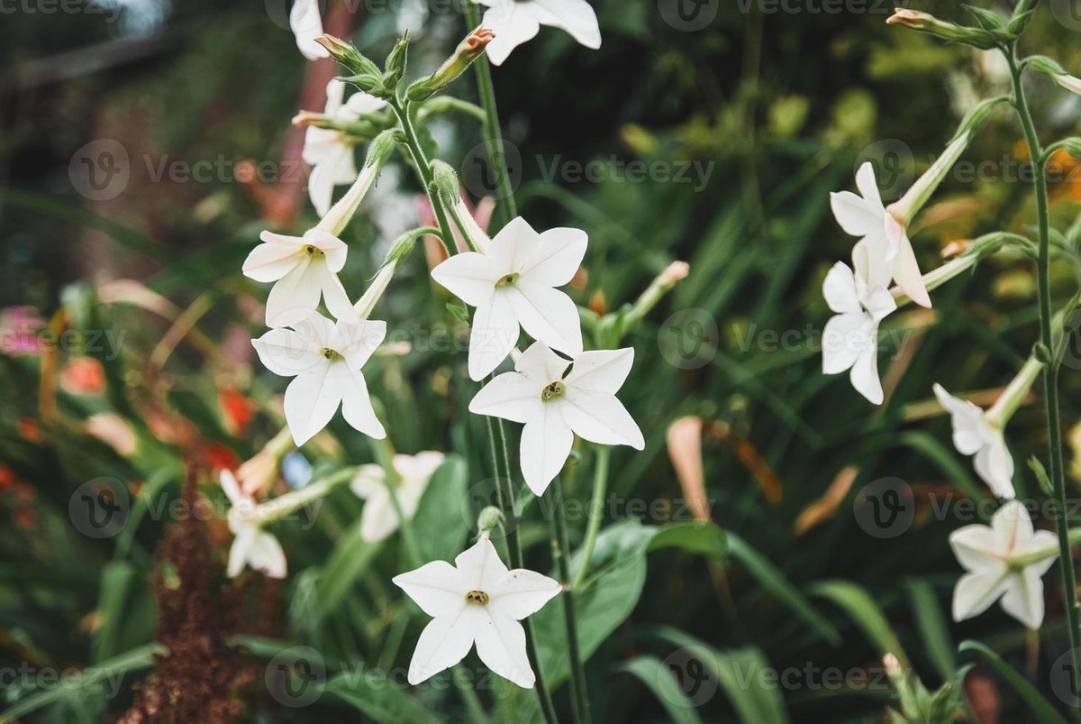Tutun ornamental (Nicotiana alata)