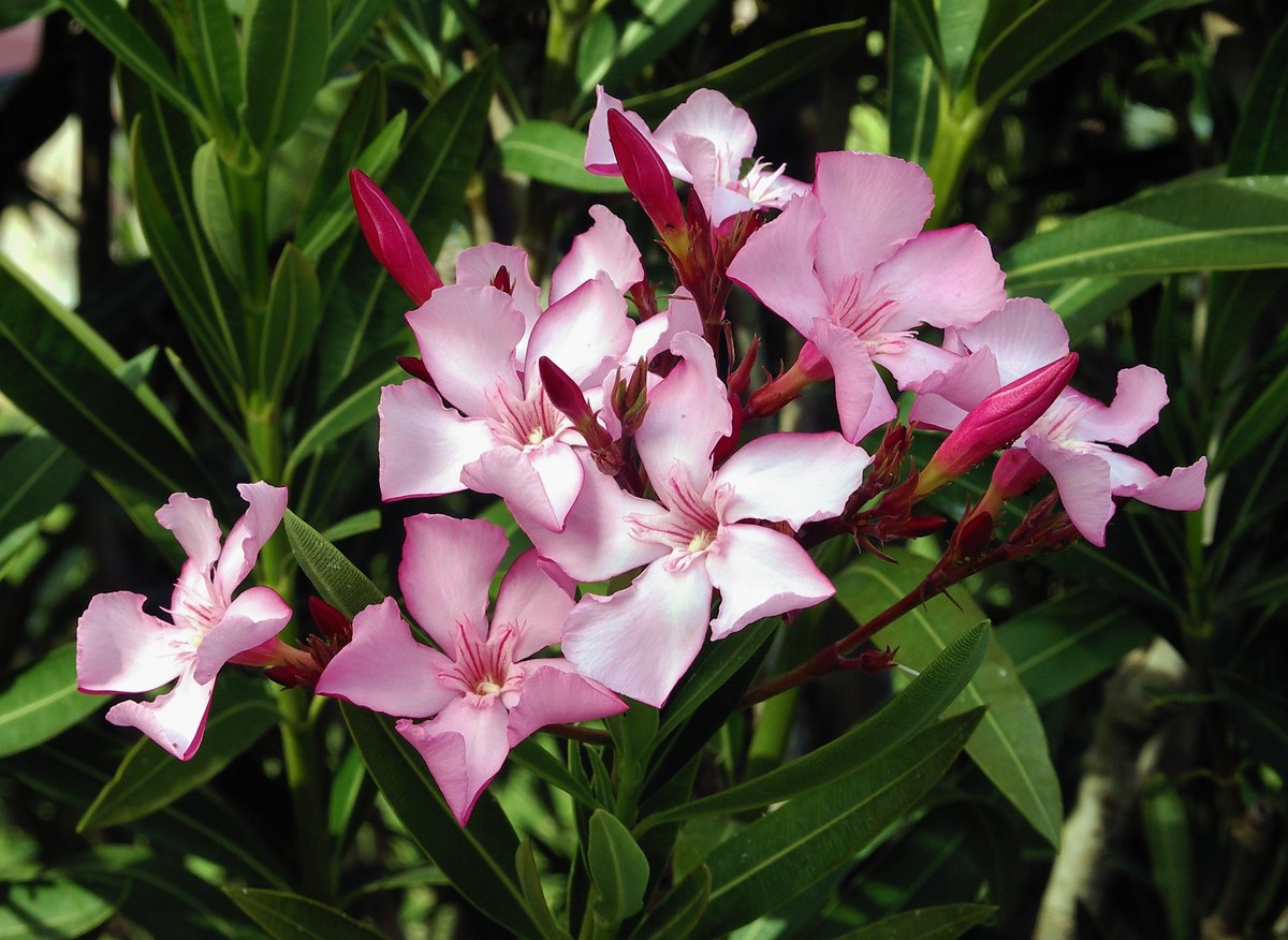 Leandru (Nerium oleander)