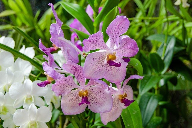 Орхидея (Orchidaceae spp.)