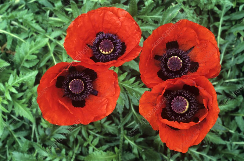 Mac oriental (Papaver orientale)