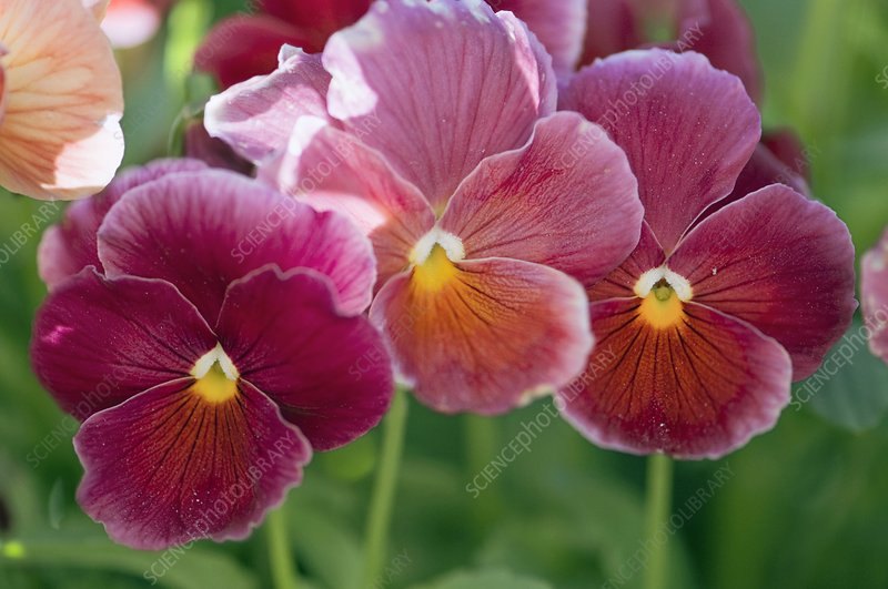 Panseluță (Viola x wittrockiana)