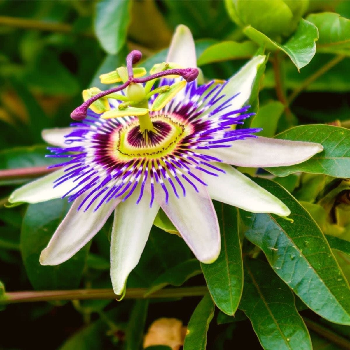 Floarea pasiunii (Passiflora caerulea)