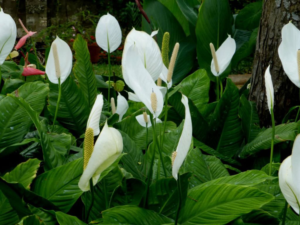 Спатифиллум (Spathiphyllum wallisii)