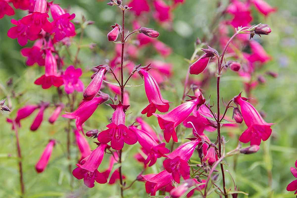 Penstemon (Penstemon spp.)