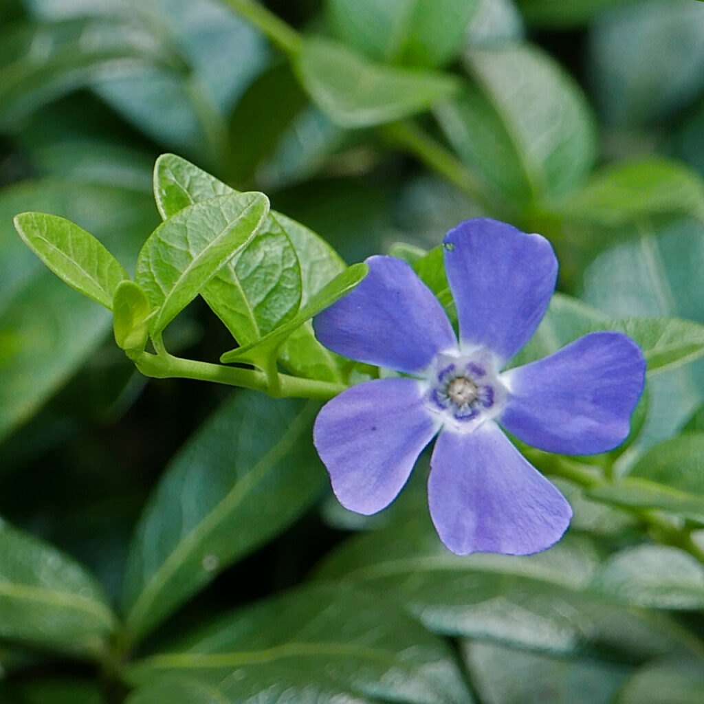 Saschiu (Vinca minor)