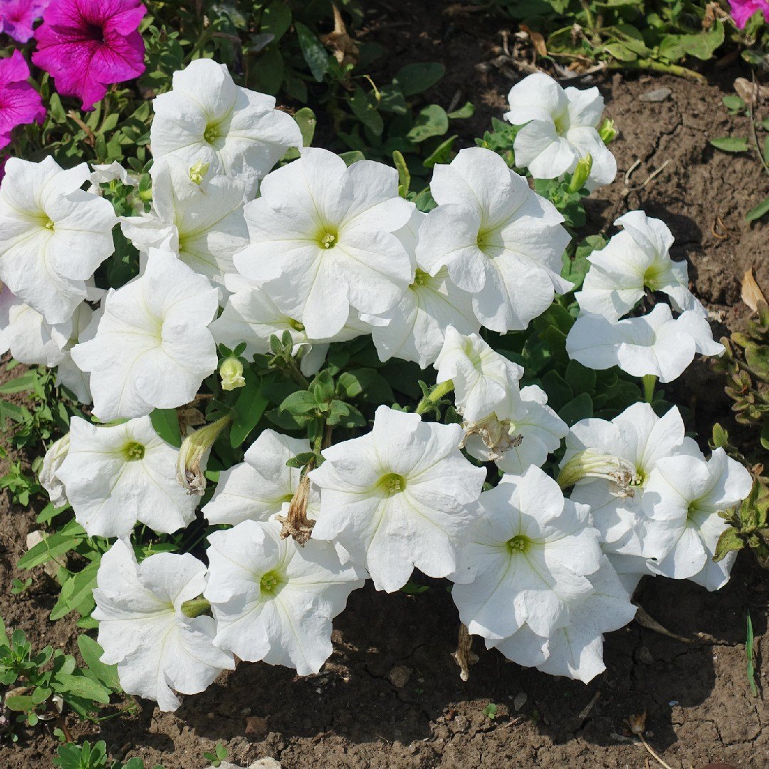 Petunie (Petunia x atkinsiana)