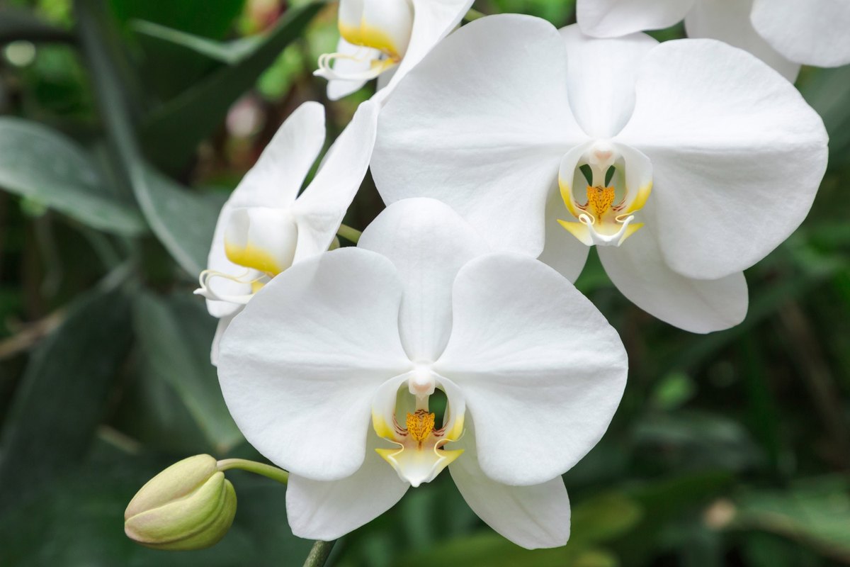 Фаленопсис (Phalaenopsis spp.)