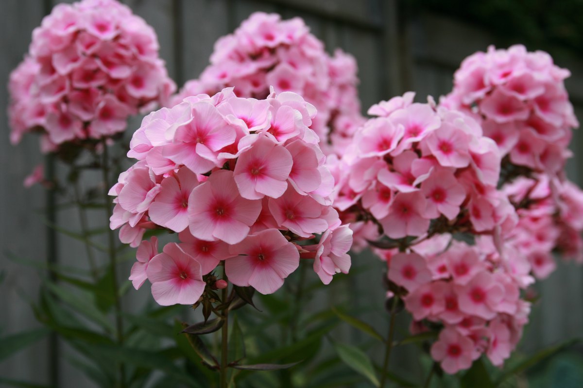 Brumărele (Phlox paniculata)
