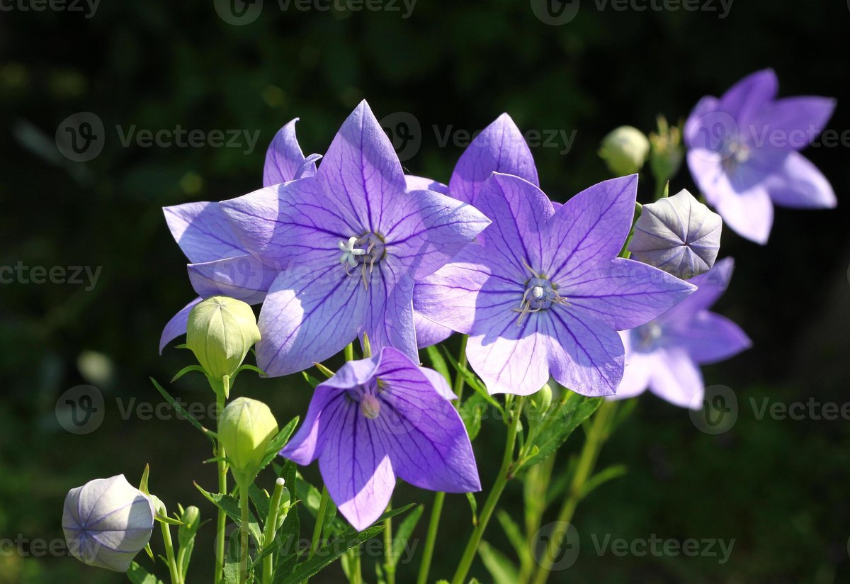 Clopoțel chinezesc (Platycodon grandiflorus)
