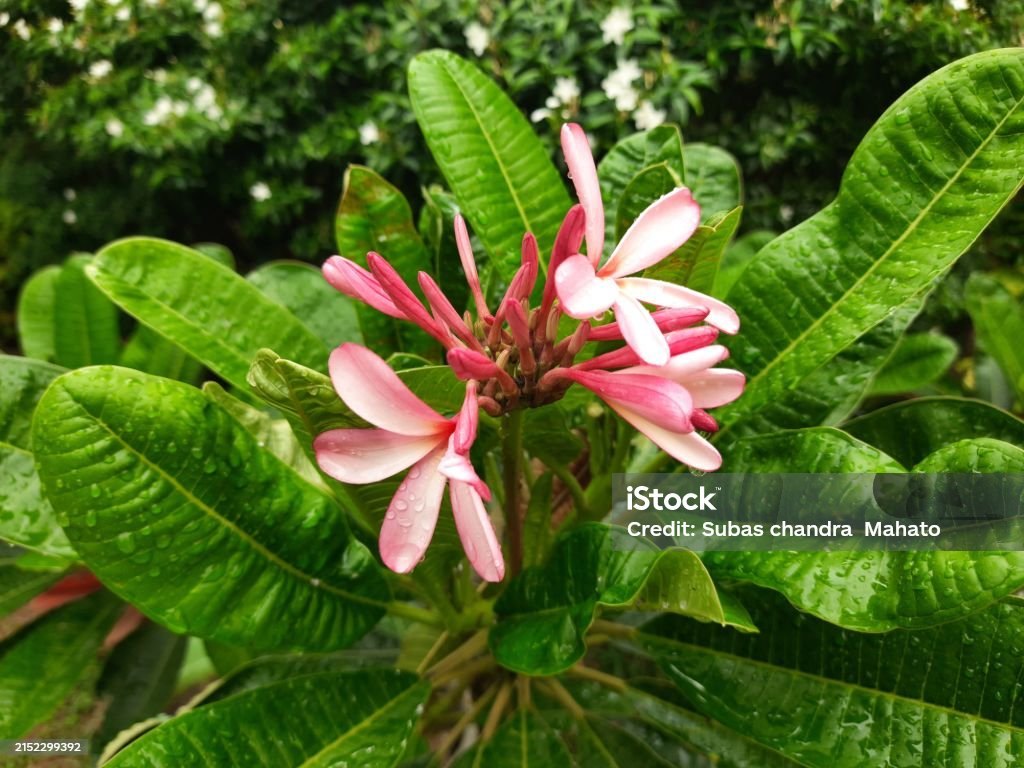 Frangipani (Plumeria rubra)