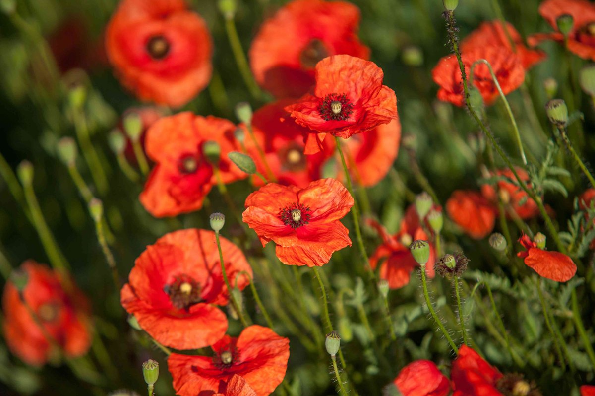 Mac (Papaver rhoeas)