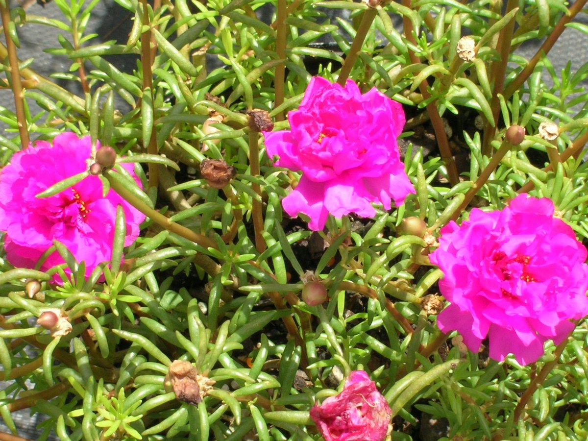 Portulaca (Portulaca grandiflora)