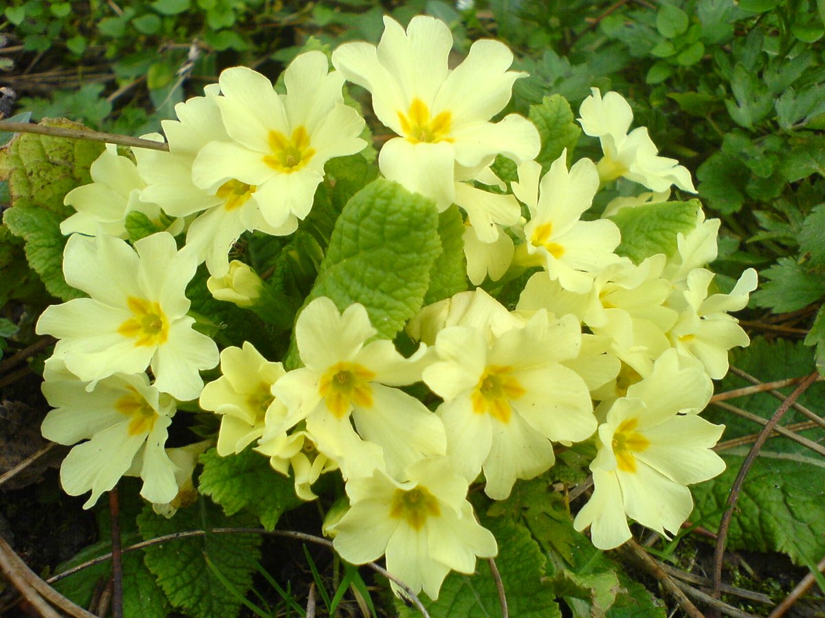 Primulă (Primula vulgaris)