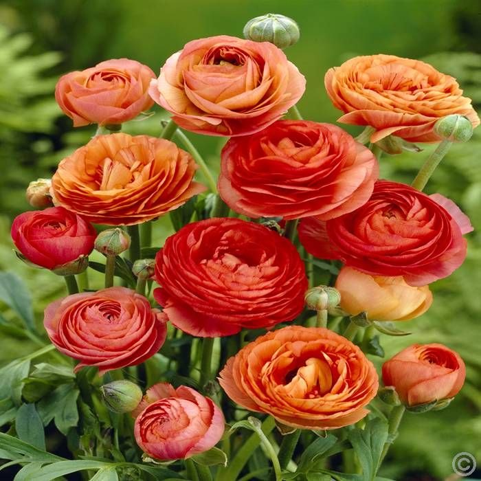 Piciorul-cocoșului (Ranunculus asiaticus)