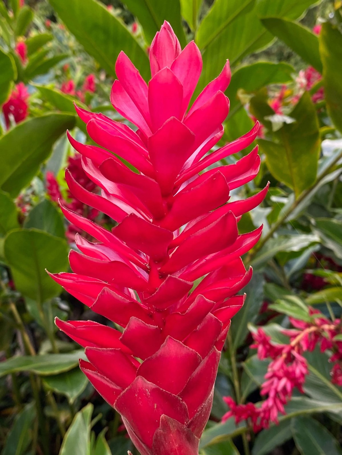 Ghimbir roșu (Alpinia purpurata)