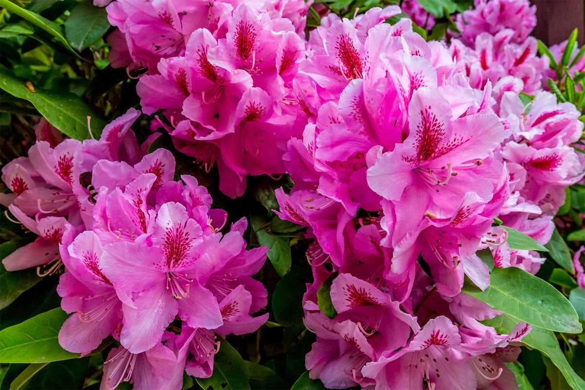 Rododendron (Rhododendron spp.)