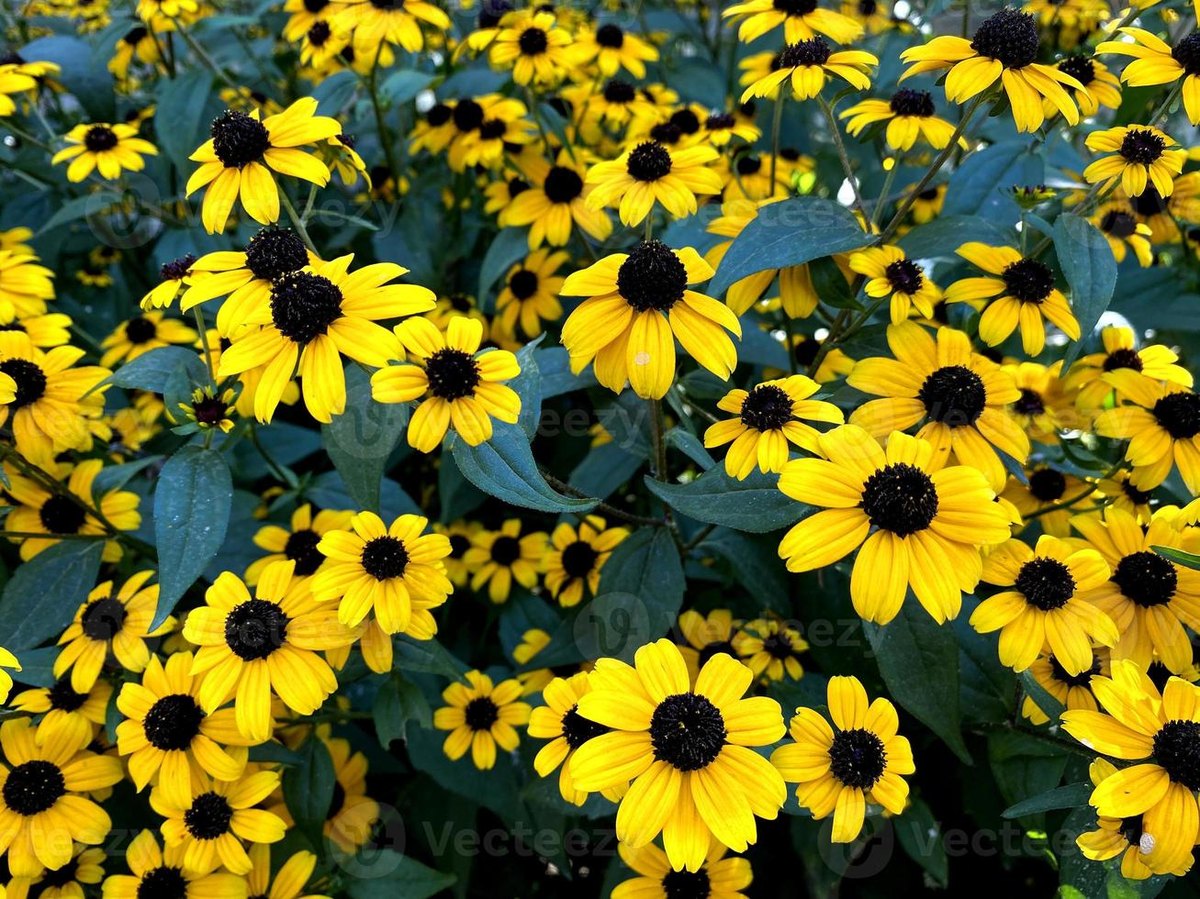 Rudbeckia (Rudbeckia hirta)