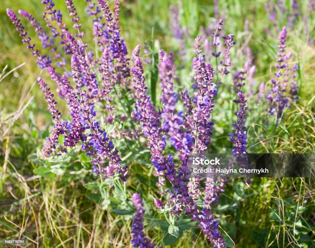 Salvie de grădină (Salvia officinalis)