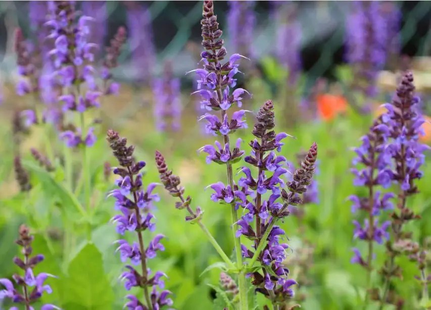 Salvie ornamentală (Salvia spp.)