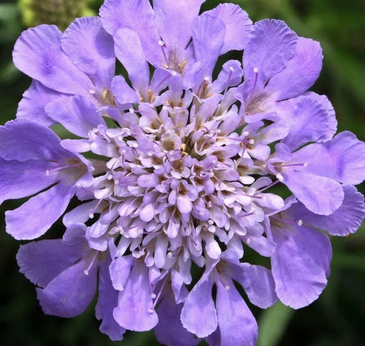 Scabiosa (Scabiosa atropurpurea)