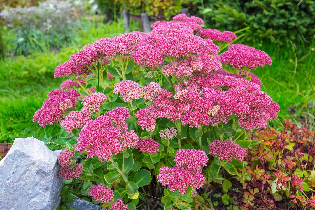 Sedum (Sedum spp.)