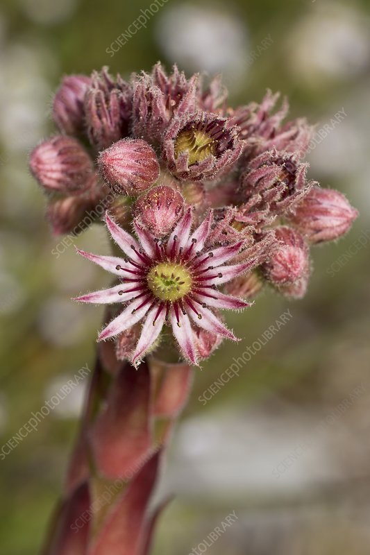Urechelniță (Sempervivum tectorum)