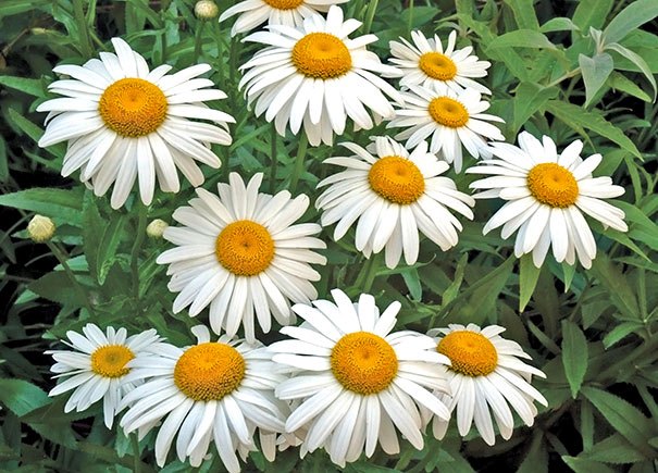 Margaretă Shasta (Leucanthemum x superbum)