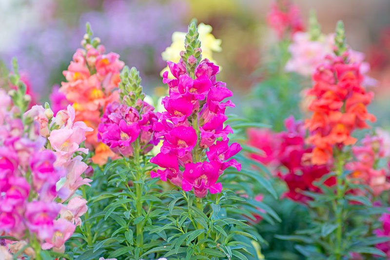 Gura-leului (Antirrhinum majus)