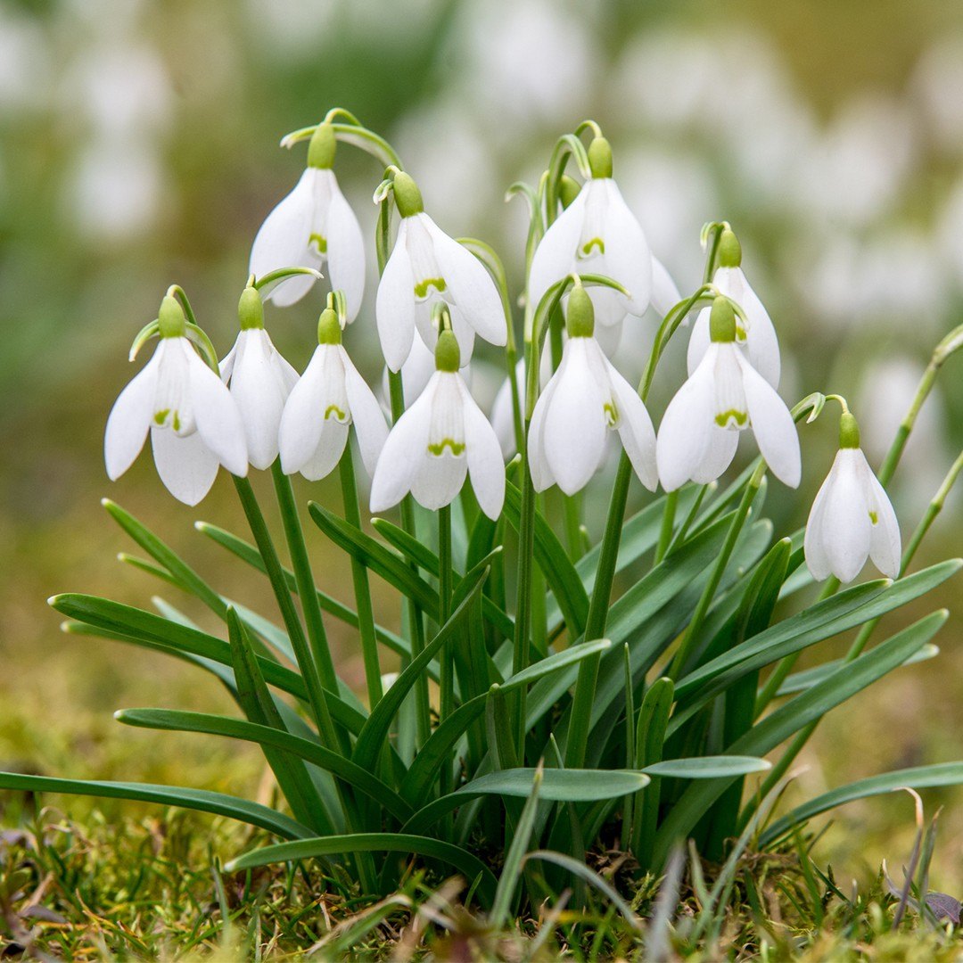 Подснежник (Galanthus nivalis)