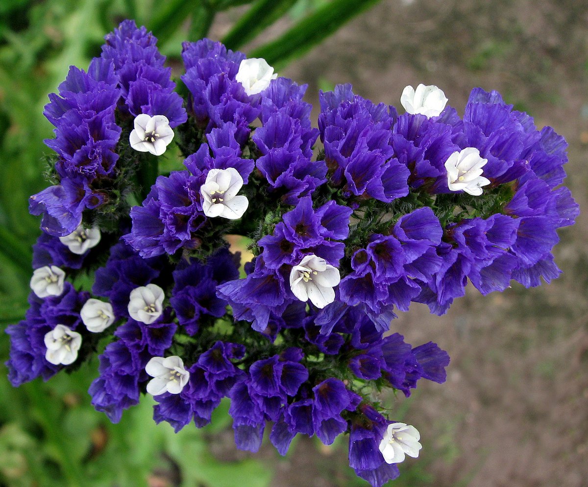 Limonium (Limonium sinuatum)