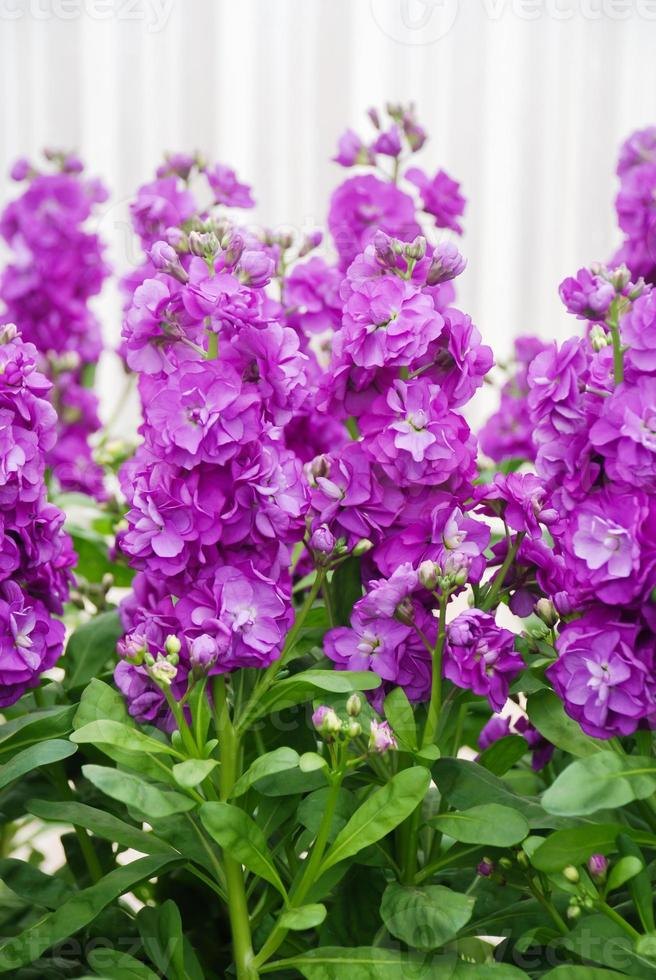 Mixandră (Matthiola incana)