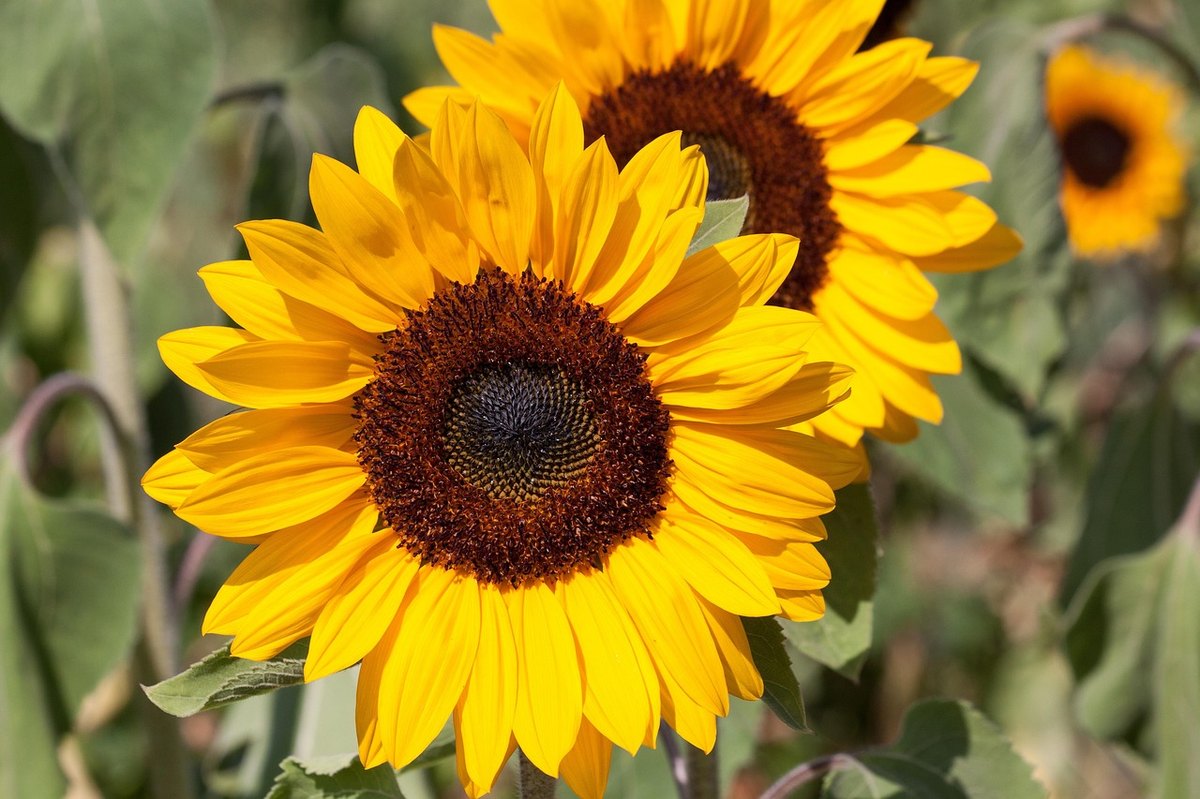 Подсолнечник (Helianthus annuus)