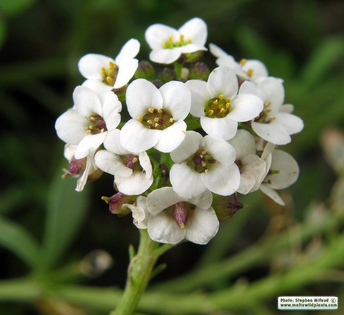 Alisum parfumat (Lobularia maritima)