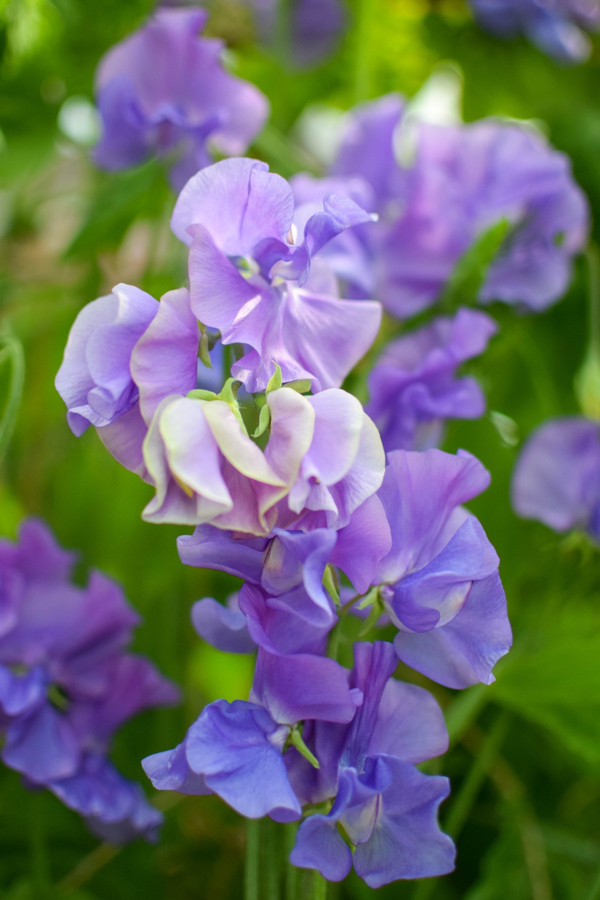 Mazăre parfumată (Lathyrus odoratus)
