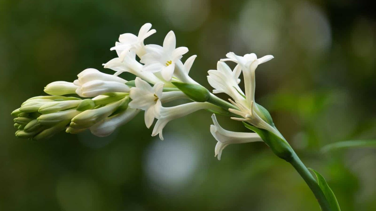 Tuberoză (Polianthes tuberosa)