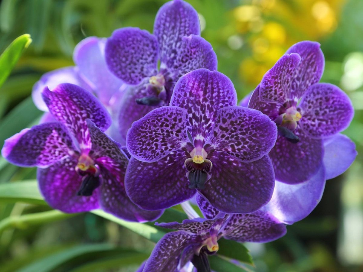 Ванда (Vanda spp.)
