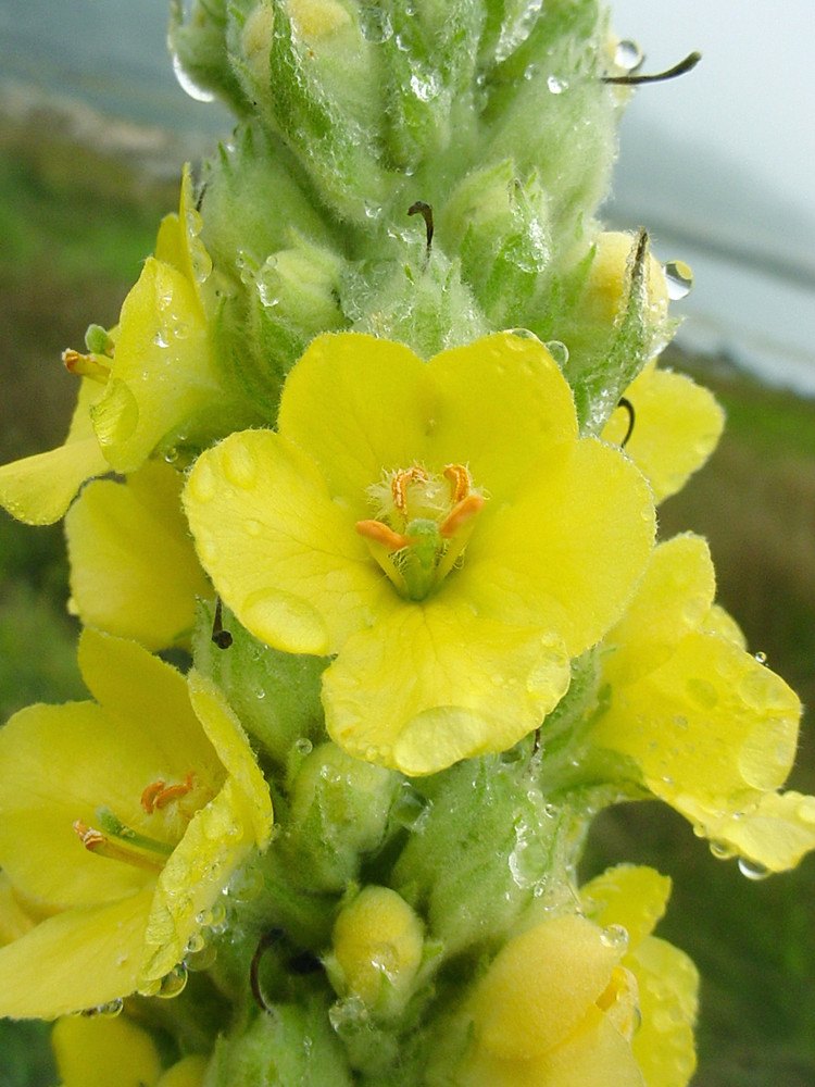 Lumânărică (Verbascum thapsus)