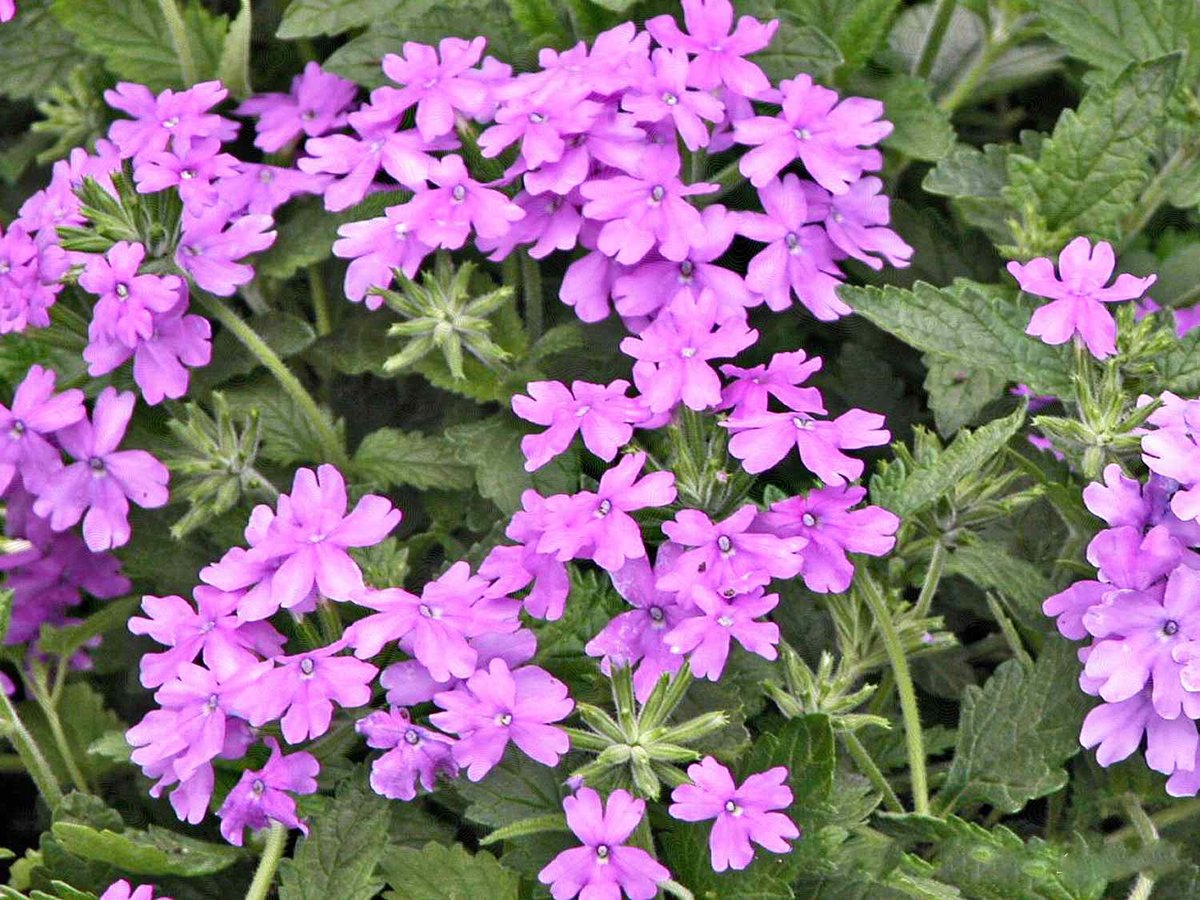 Verbena (Verbena spp.)