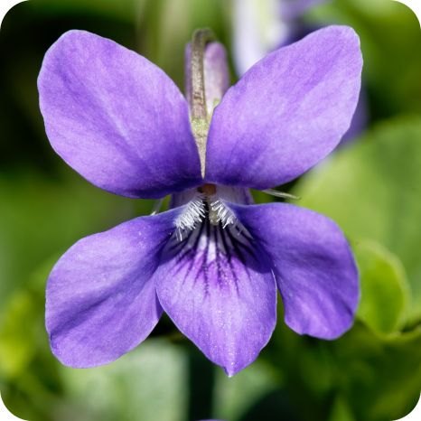 Violetă (Viola odorata)
