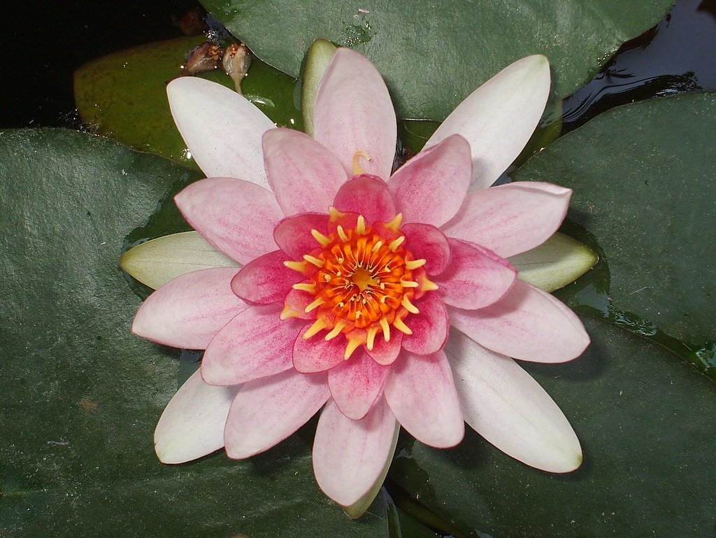 Кувшинка (Nymphaea spp.)