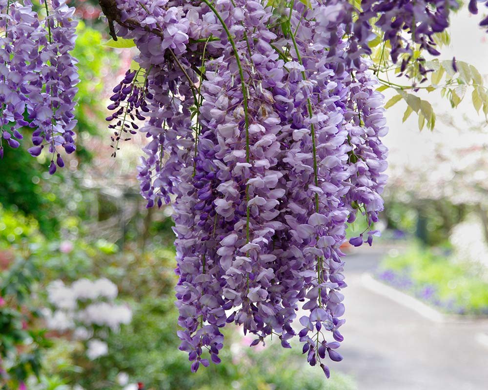 Glicină (Wisteria sinensis)