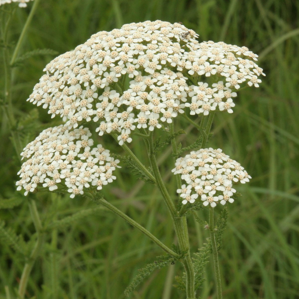 Coada-șoricelului (Achillea millefolium)